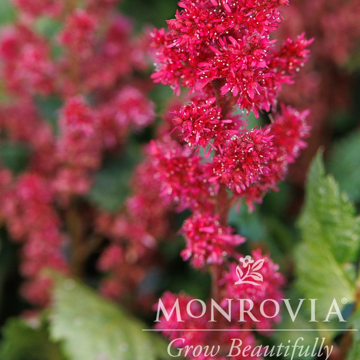 Astilbe chinensis 'Visions Volcano' ~ Monrovia® Visions Volcano Chinese Astilbe-ServeScape