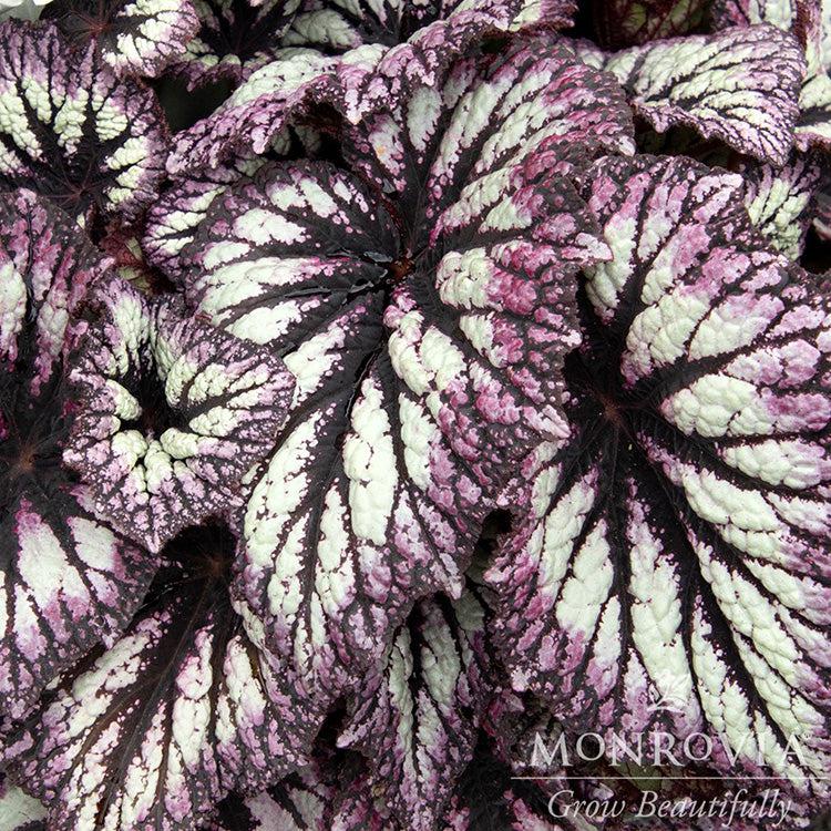 Begonia 'Fireworks' ~ Monrovia® Fireworks Rex Begonia-ServeScape
