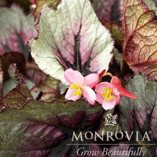 Begonia 'First Blush' PP #25,974 ~ Monrovia® T Rex™ First Blush Rex Begonia-ServeScape