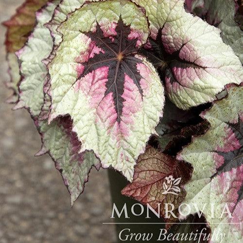 Begonia 'First Blush' PP #25,974 ~ Monrovia® T Rex™ First Blush Rex Begonia-ServeScape