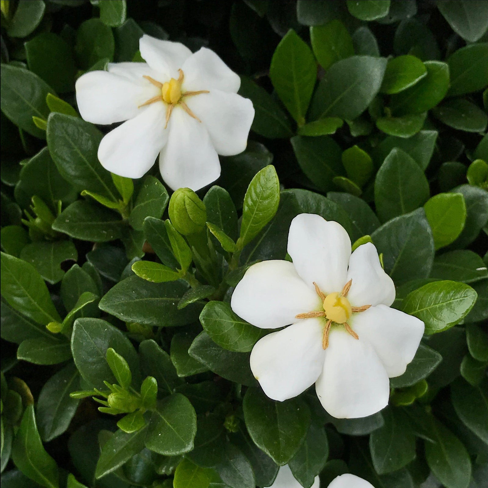 Gardenia jasminoides 'WAH-SG' ~ Snow Globe™ Gardenia-ServeScape