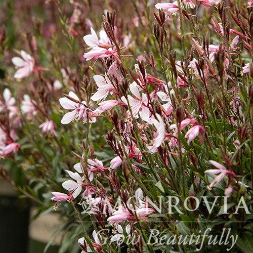 Gaura lindheimeri 'Steffi Blush Pink' ~ Monrovia® Steffi™ Blush Pink Gaura-ServeScape