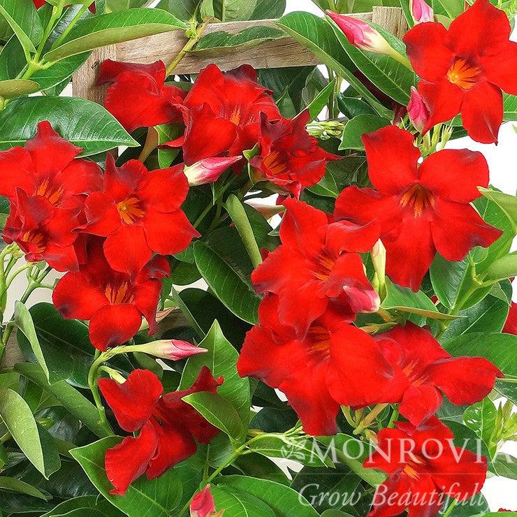 Mandevilla 'Velvet Red' ~ Monrovia® Tropical Breeze™ Velvet Red Mandevilla-ServeScape