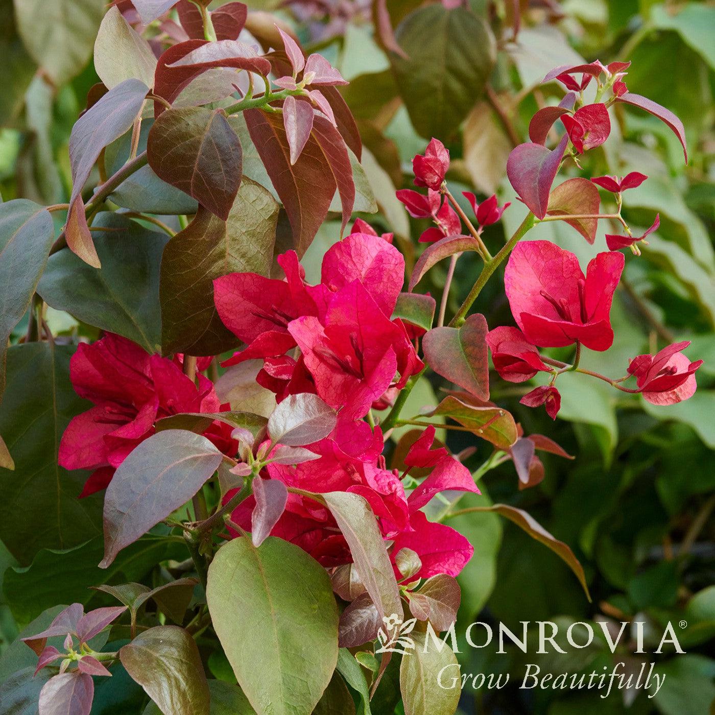 Bougainvillea ''Monharr' PP #34,247 ~ Monrovia® Burgundy Queen® Bougainvillea-ServeScape