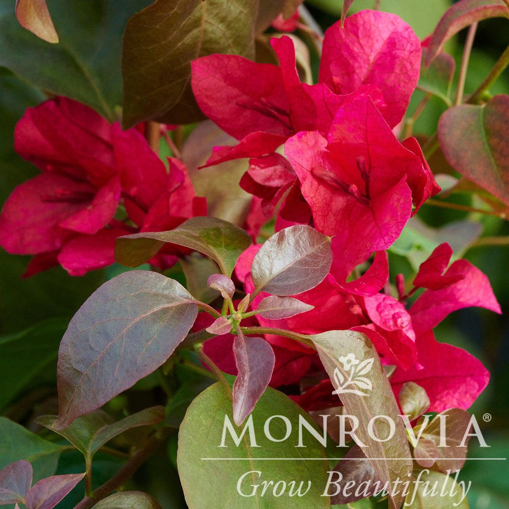 Bougainvillea ''Monharr' PP #34,247 ~ Monrovia® Burgundy Queen® Bougainvillea-ServeScape