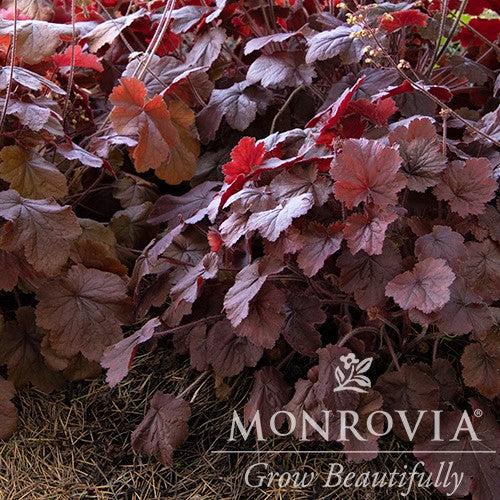 Heuchera x 'TNHEUNER' PP #29,420 ~ Monrovia® Northern Exposure™ Red Heuchera-ServeScape