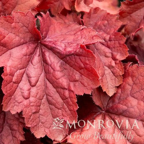 Heuchera x 'TNHEUNER' PP #29,420 ~ Monrovia® Northern Exposure™ Red Heuchera-ServeScape