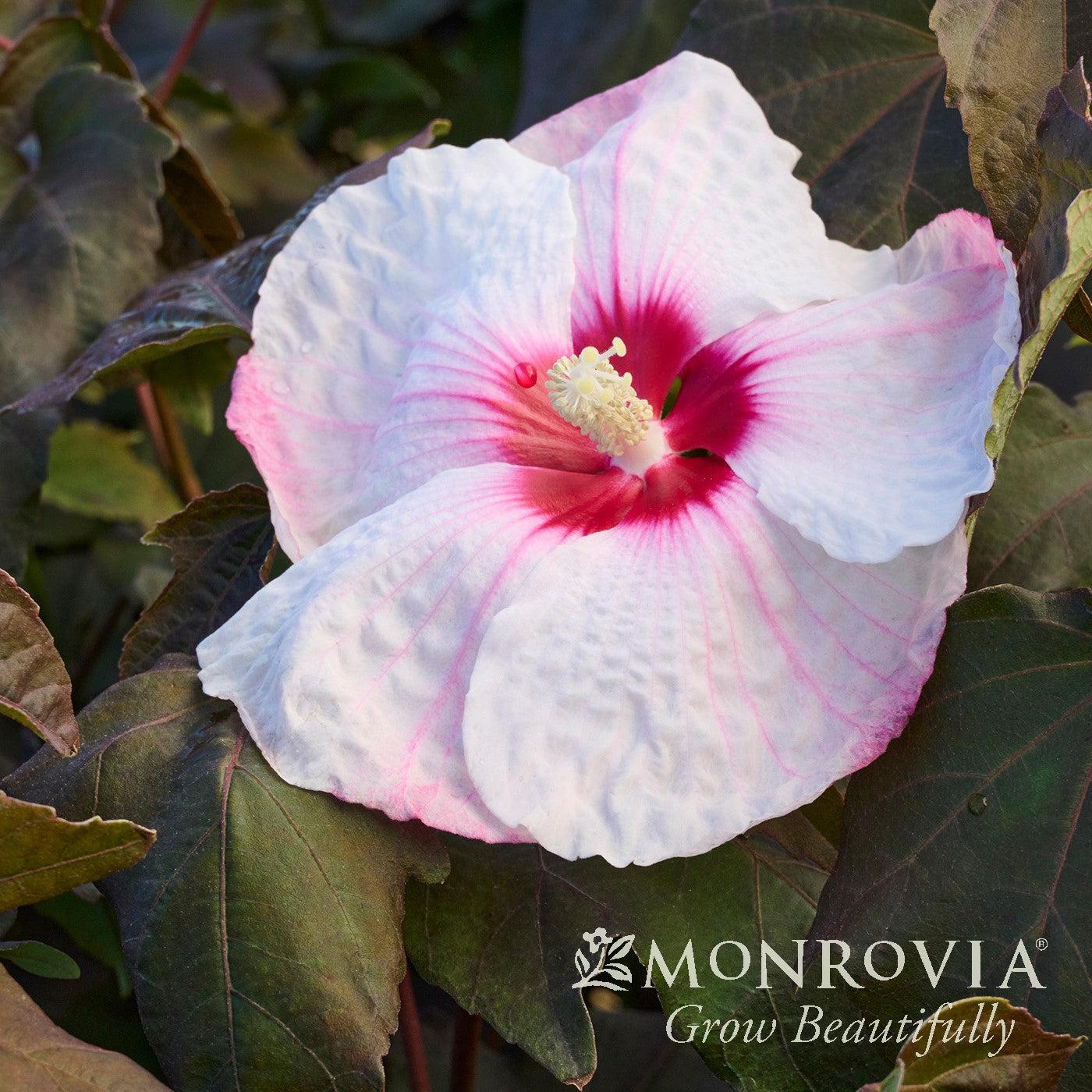 Hibiscus moscheutos 'RutHib1' ~ Monrovia® Head Over Heels® Blush™ Hibiscus-ServeScape