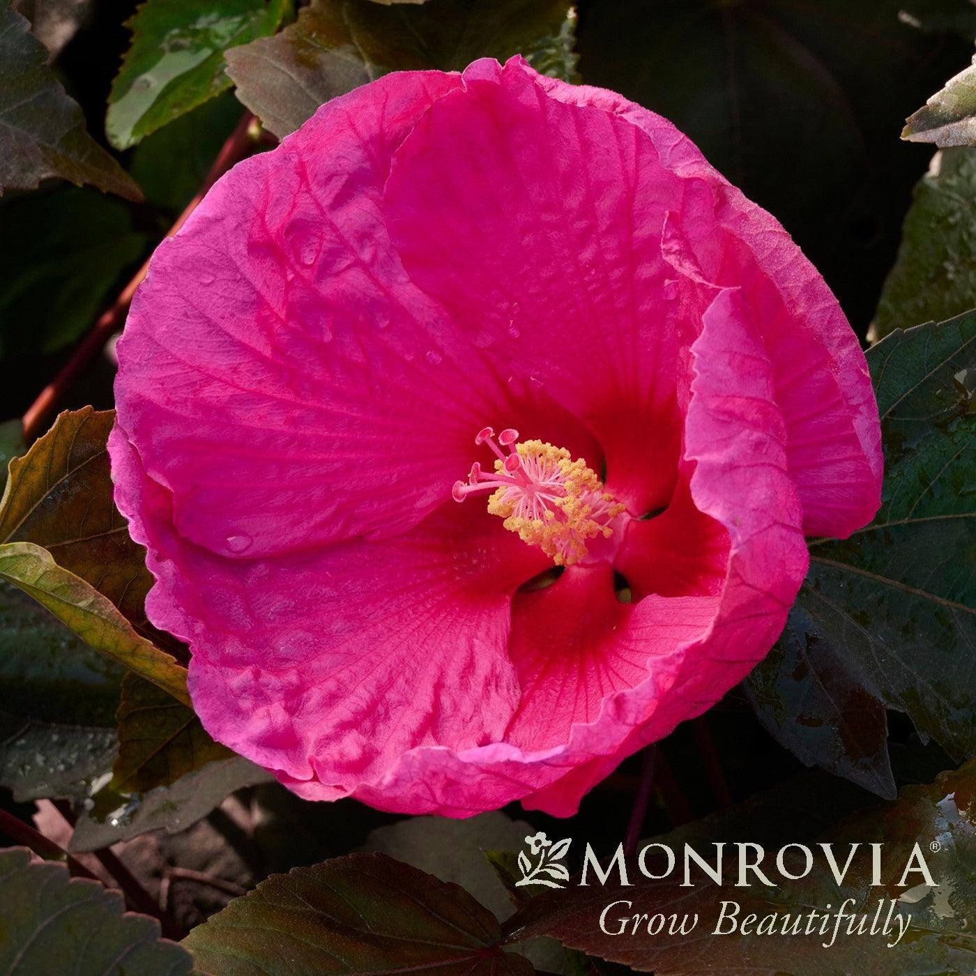 Hibiscus moscheutos 'RutHib2' ~ Monrovia® Head Over Heels® Passion™ Hibiscus-ServeScape