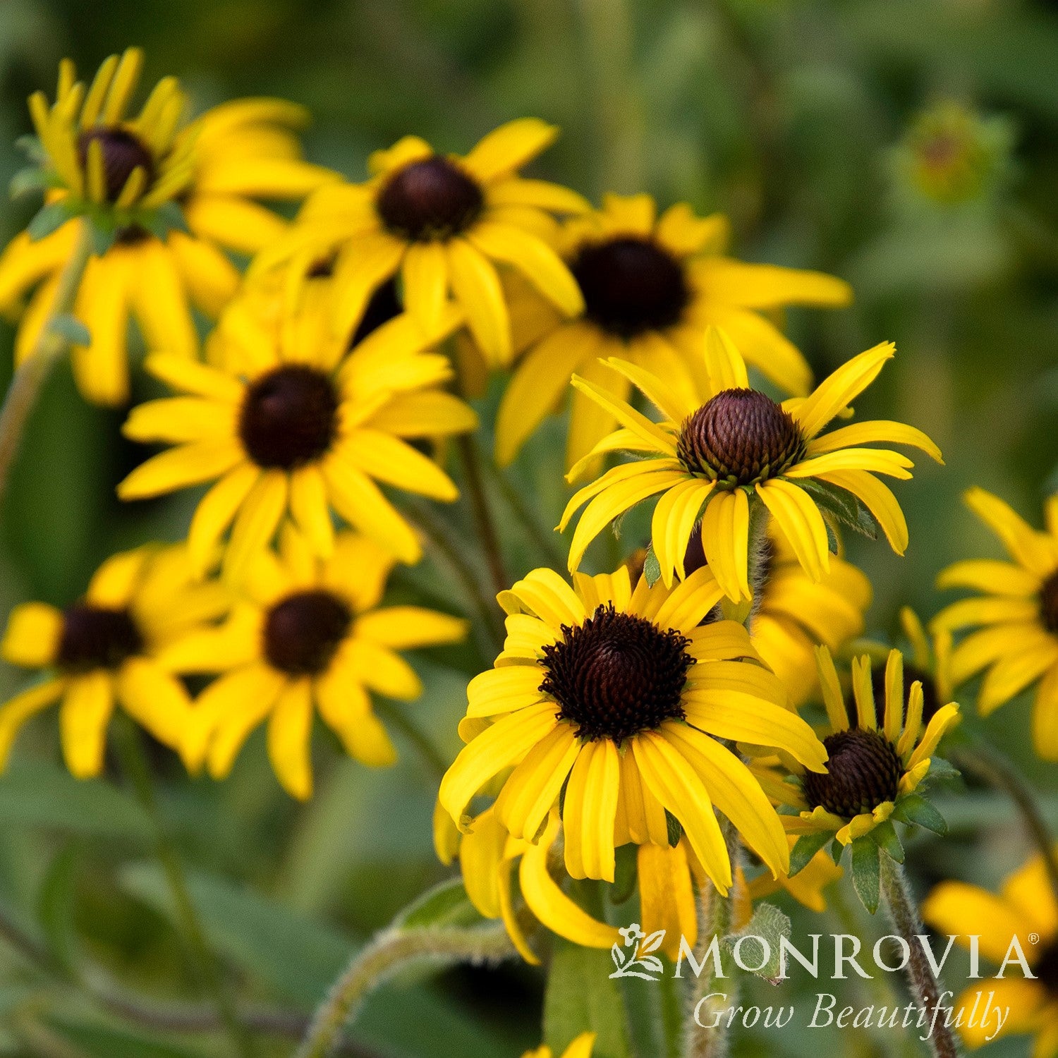 Rudbeckia 'American Gold Rush' ~ Monrovia® American Gold Rush Black-Eyed Susan-ServeScape