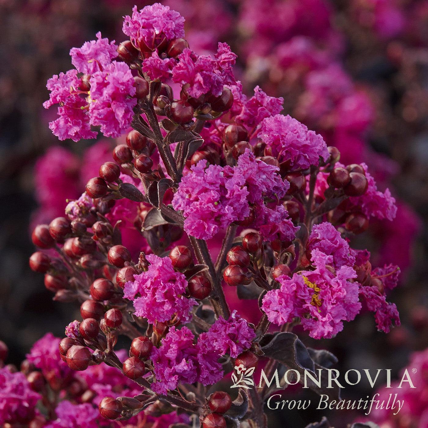 Lagerstroemia indica 'HOCH631' ~ Monrovia® Summerlasting™ Raspberry Crape Myrtle-ServeScape
