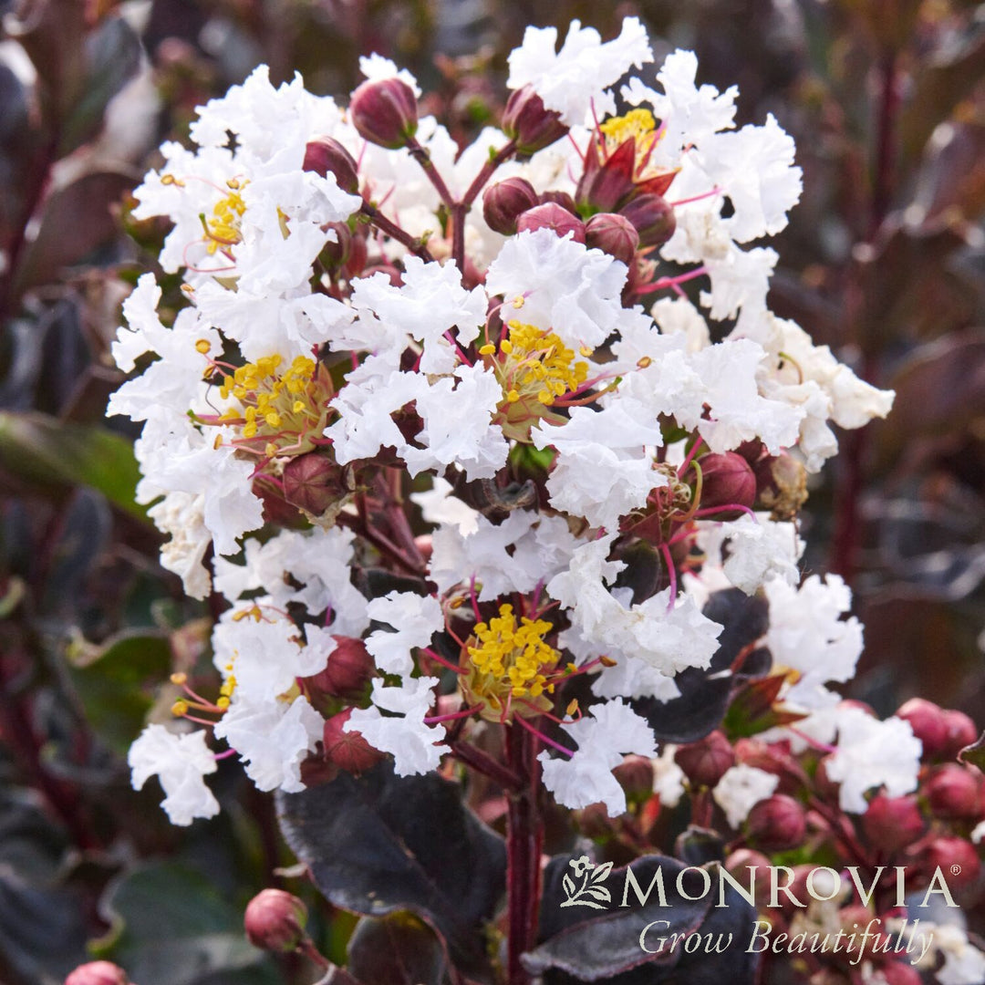 Lagerstroemia indica 'HOCH873' ~ Monrovia® Summerlasting™ Coconut Crape Myrtle-ServeScape