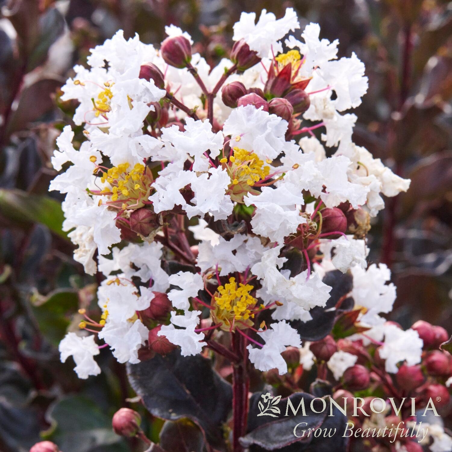 Lagerstroemia indica 'HOCH873' ~ Monrovia® Summerlasting™ Coconut Crape Myrtle-ServeScape
