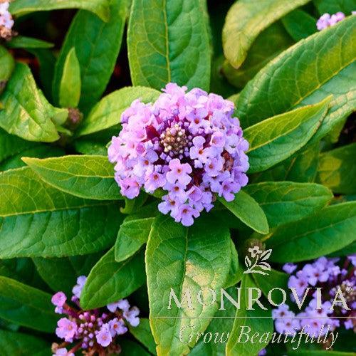 Buddleja davidii 'Budcon1331' PP34,141 ~ Monrovia® Sparkler® Pink Petite Butterfly Bush-ServeScape