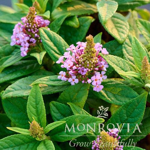 Buddleja davidii 'Budcon1331' PP34,141 ~ Monrovia® Sparkler® Pink Petite Butterfly Bush-ServeScape