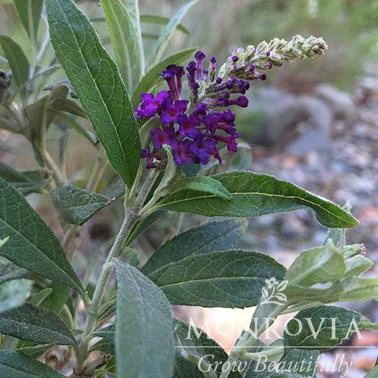 Buddleja davidii 'Conbud2080' PP34,142 ~ Monrovia® Sparkler® Purple Petite Butterfly Bush-ServeScape