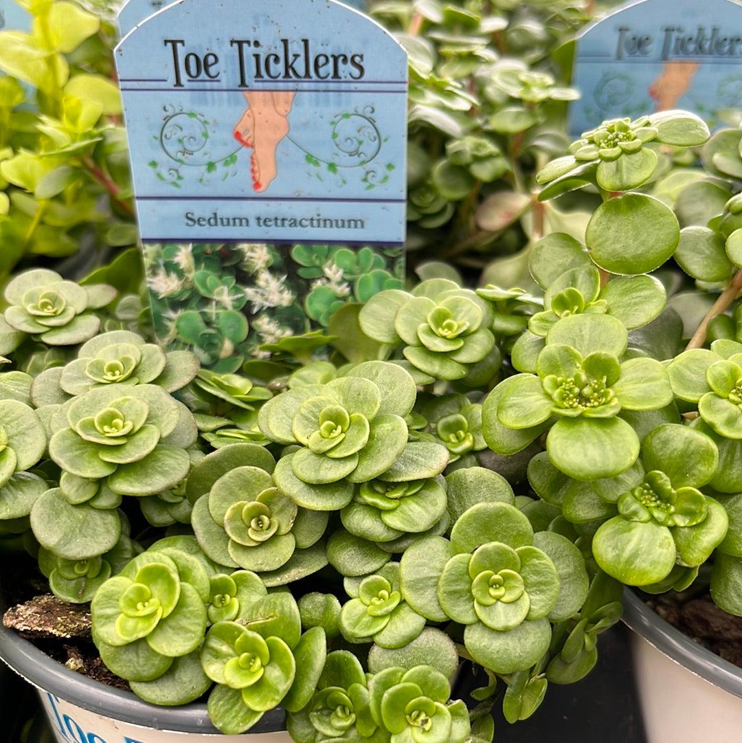Sedum tetractinum ~ Chinese Stonecrop, Coral Reef Sedum-ServeScape