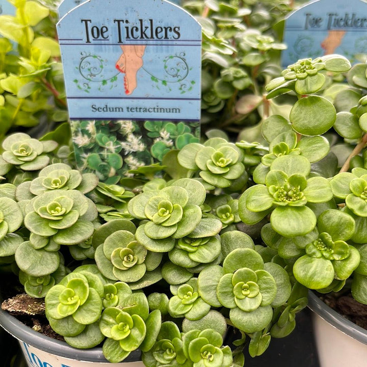 Sedum tetractinum ~ Chinese Stonecrop, Coral Reef Sedum-ServeScape