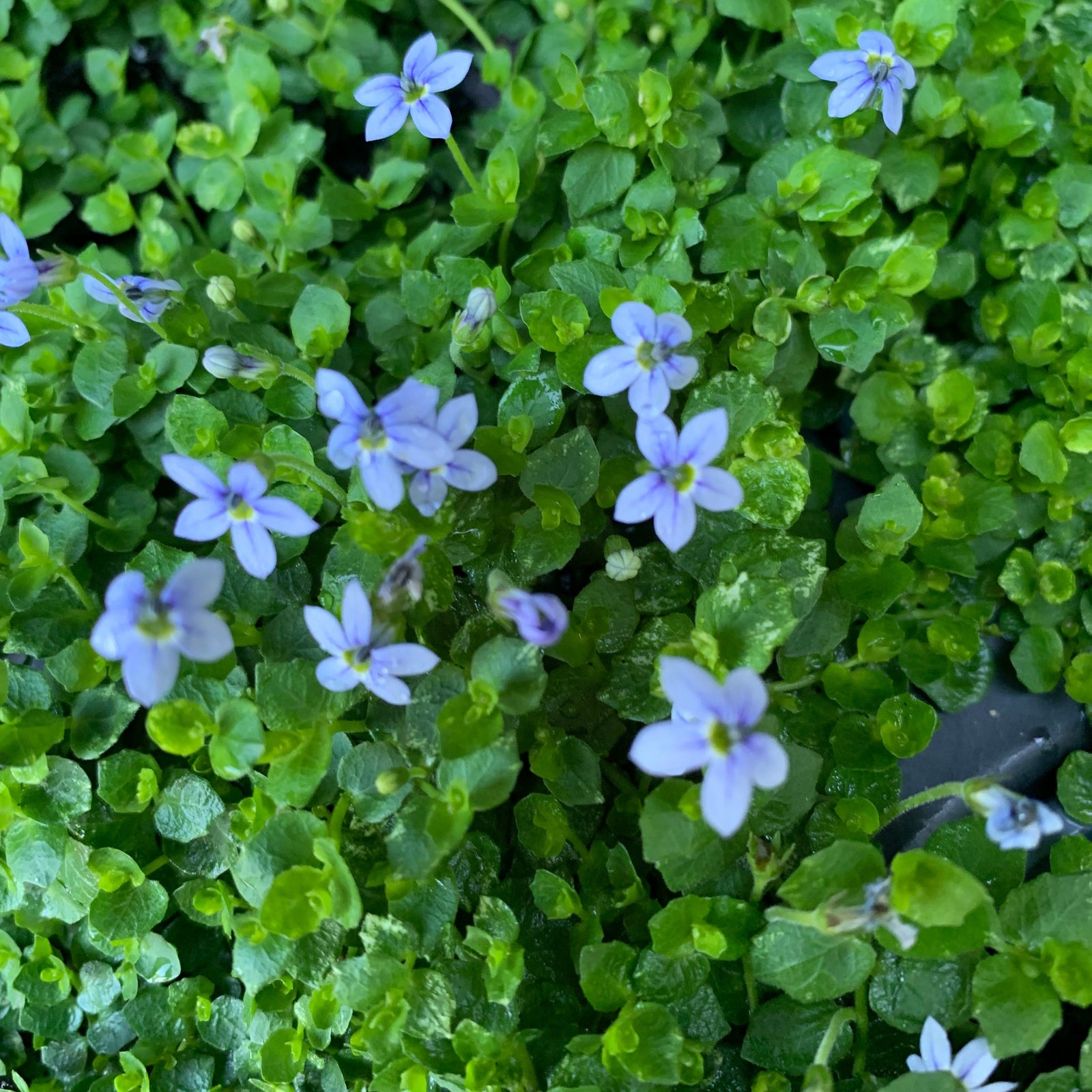 Isotoma fluviatilis ~ Blue Star Creeper-ServeScape