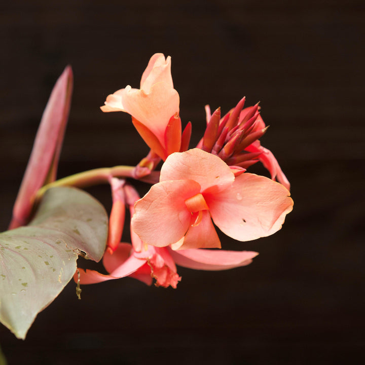 Canna x generalis 'Cannova Bronze Peach' ~ CANNOVA® Bronze Peach Canna Lily-ServeScape