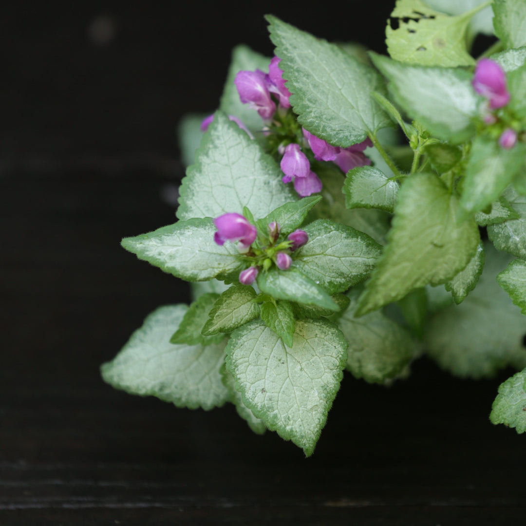 Lamium maculatum 'Beacon Silver' ~ Beacon Silver Deadnettle-ServeScape