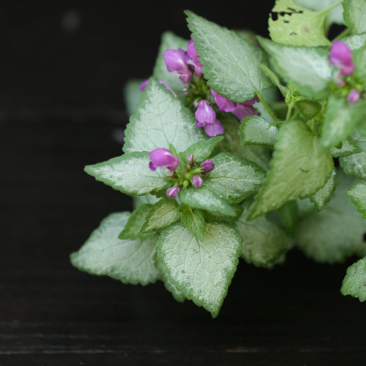Lamium maculatum 'Beacon Silver' ~ Beacon Silver Deadnettle-ServeScape
