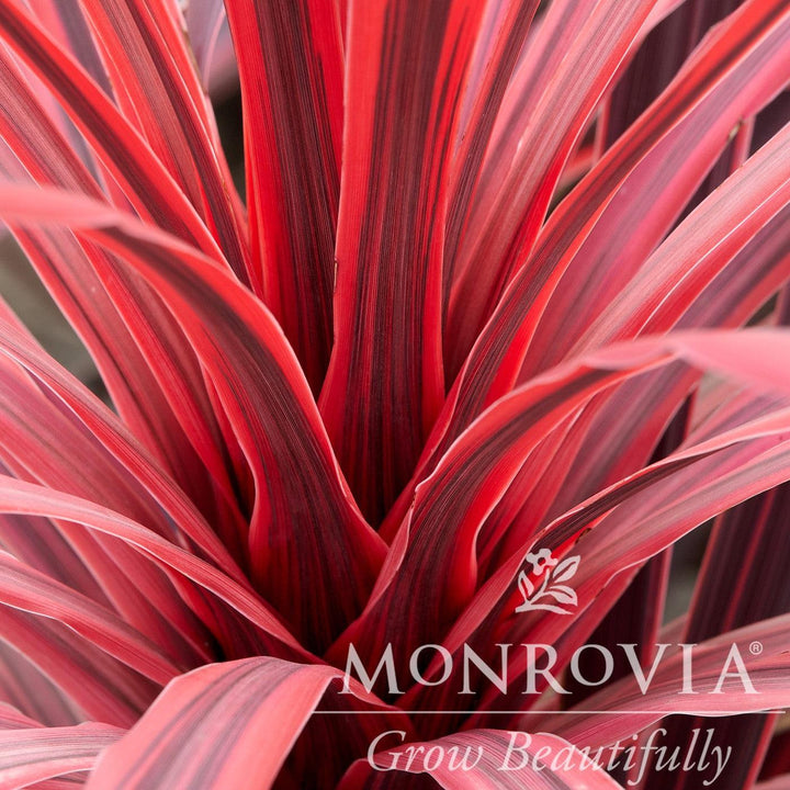 Cordyline australis 'Charlie Boy' PP #20,139 ~ Monrovia® Charlie Boy Cordyline-ServeScape