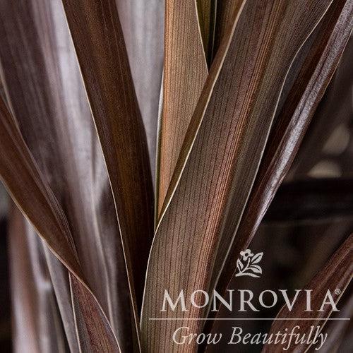 Cordyline obtecta 'Albatross' PP #23,715 ~ Monrovia® Superstar Cordyline-ServeScape