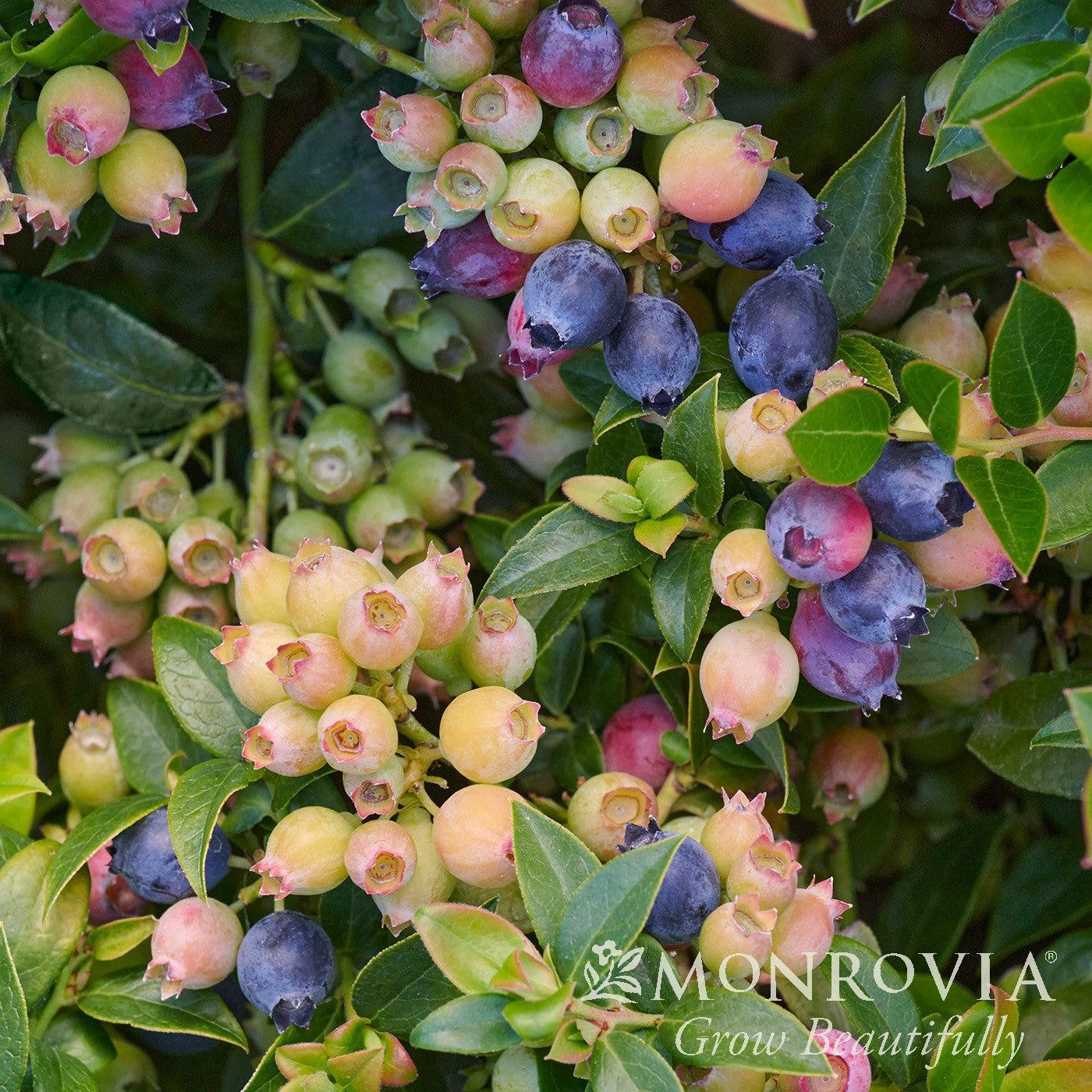 Vaccinium corymbosum 'FC13-044' ~ Monrovia® Bountiful™ Baby Blueberry-ServeScape