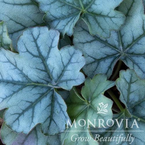 Heuchera x 'TNHEUSHI' ~ Monrovia® Little Cuties™ Shimmer Heuchera-ServeScape