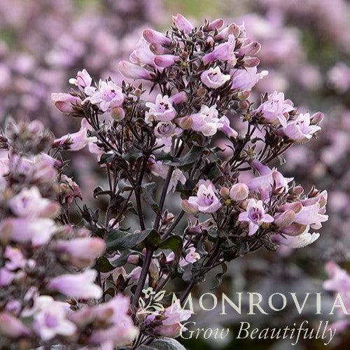 Penstemon digitalis 'TNPENDB' ~ Monrovia® DAKOTA™ Burgundy Beardtongue-ServeScape