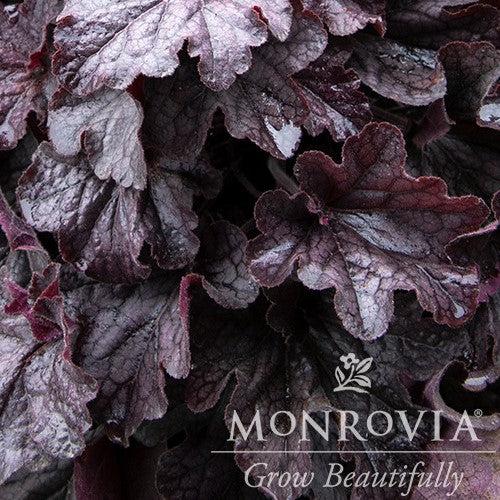 Heuchera x villosa TNHEUGB' ~ Grande™ Black Coral Bells, Heuchera-ServeScape