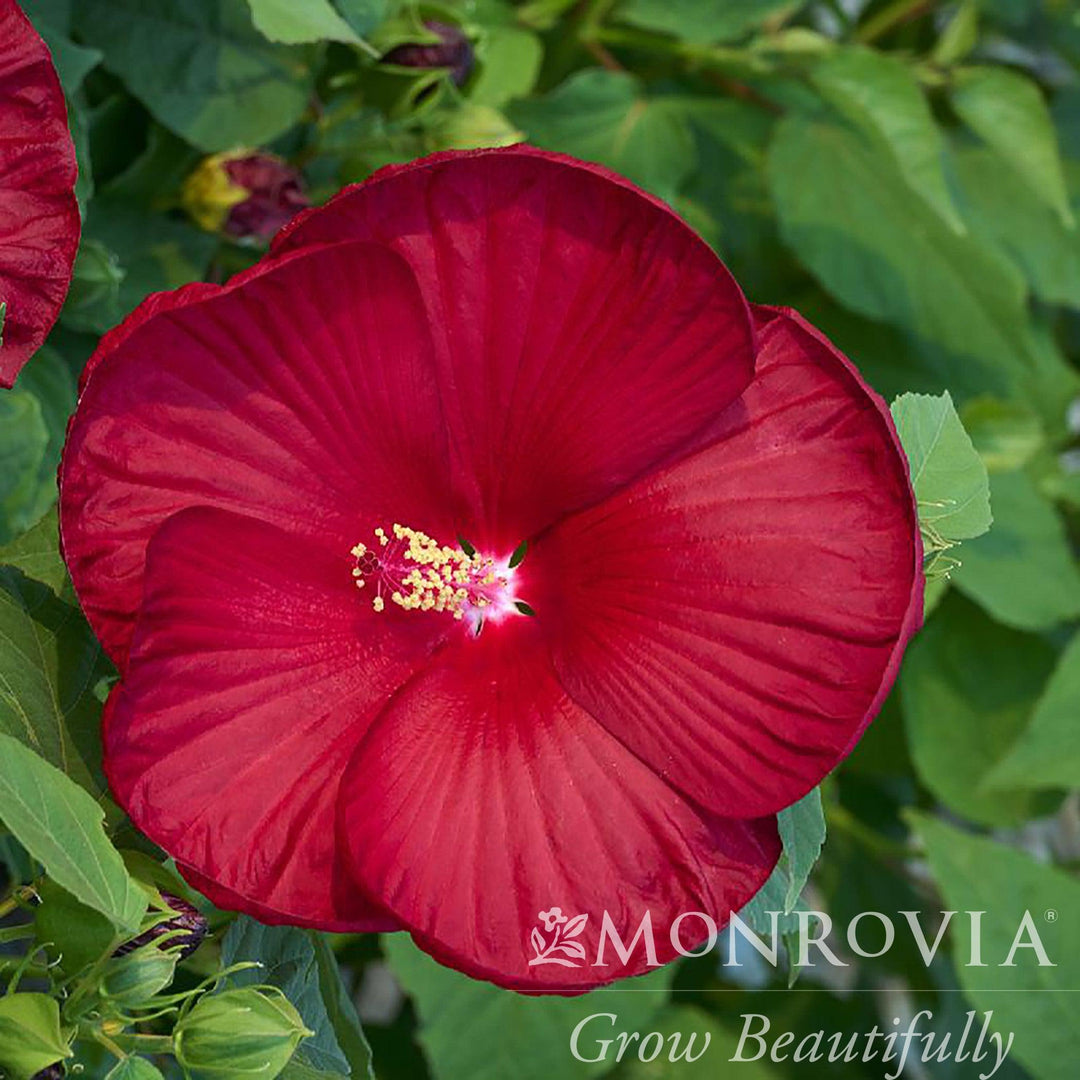 Hibiscus moscheutos 'Ambizu' ~ Monrovia® Honeymoon™ Deep Red Hibiscus-ServeScape