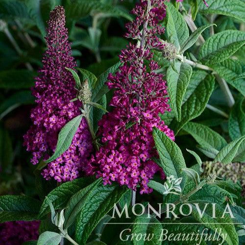 Buddleia 'Boscranz' ~ Monrovia® CranRazz™ Butterfly Bush-ServeScape