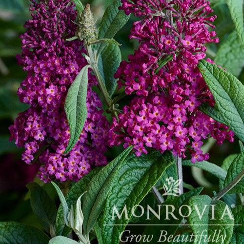 Buddleia 'Boscranz' ~ Monrovia® CranRazz™ Butterfly Bush-ServeScape