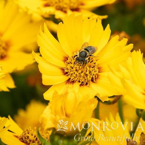 Coreopsis grandiflora 'Bright Touch' ~ Monrovia® Solanna™ Bright Touch Coreopsis-ServeScape