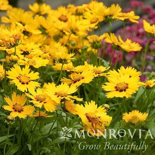 Coreopsis grandiflora 'Bright Touch' ~ Monrovia® Solanna™ Bright Touch Coreopsis-ServeScape