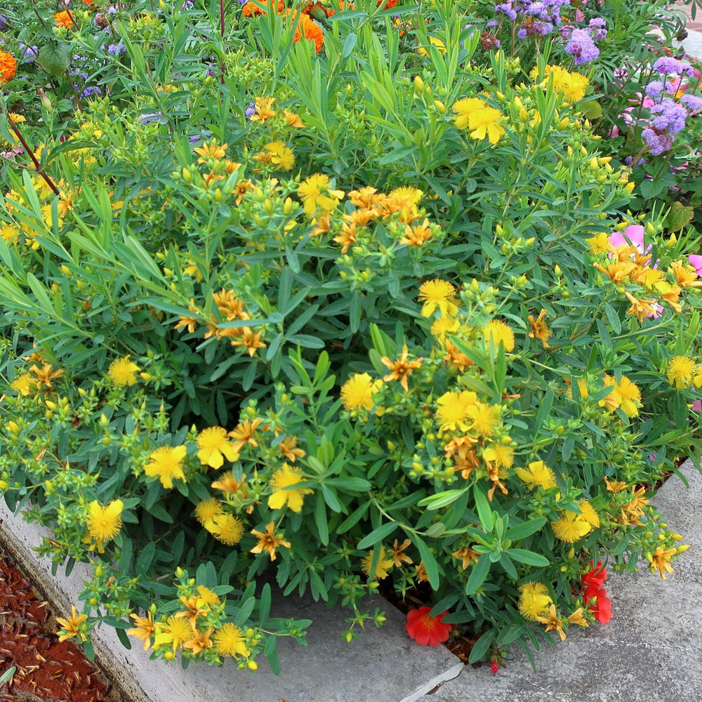 Hypericum 'Cfflpc-1' ~ Blue Velvet™ St. John's Wort-ServeScape