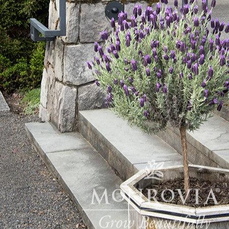 Lavandula stoechas 'Anouk' ~ Monrovia® Anouk Lavender-ServeScape