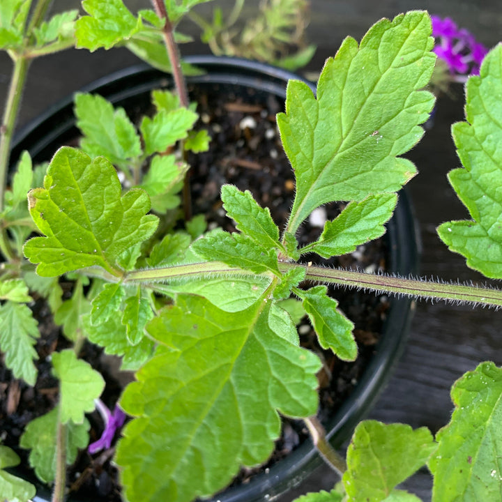 Verbena canadensis 'Homestead Purple' ~ Purple Spreader™ Garden Verbena-ServeScape