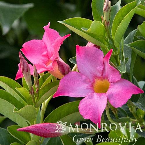 Mandevilla x 'MANZ0014' PPAF ~ Monrovia® Sunvilla™ Pink Mandevilla-ServeScape