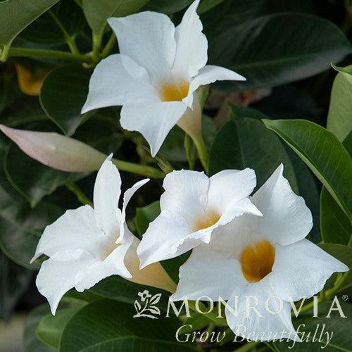 Mandevilla x ''MANZ0020' PPAF ~ Monrovia® Sunvilla™ White Mandevilla-ServeScape