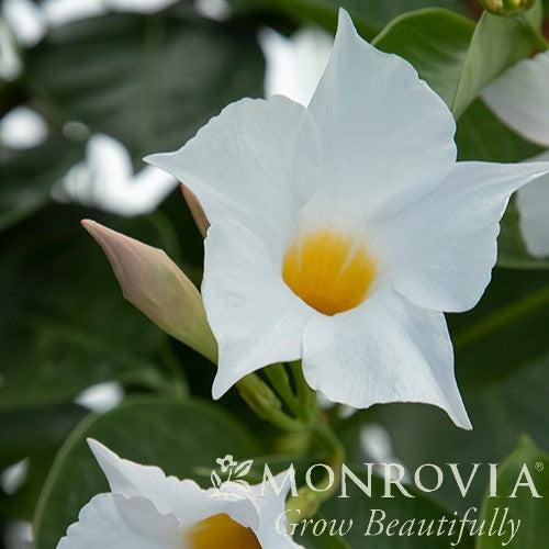 Mandevilla x ''MANZ0020' PPAF ~ Monrovia® Sunvilla™ White Mandevilla-ServeScape