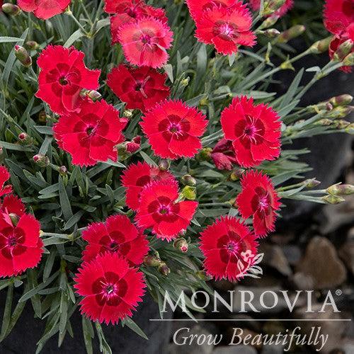 Dianthus 'Wp20 Ppa01‘ PPAF ~ Monrovia® Star Single™ Fire Star Imp. Dianthus-ServeScape