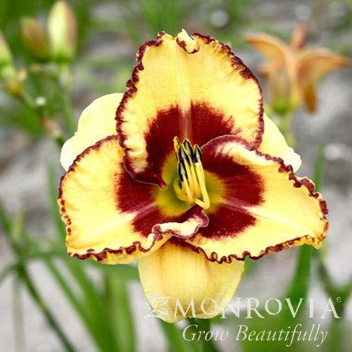 Hemerocallis x 'MON7082 ~ Monrovia® Blazing Skye™ Daylily-ServeScape