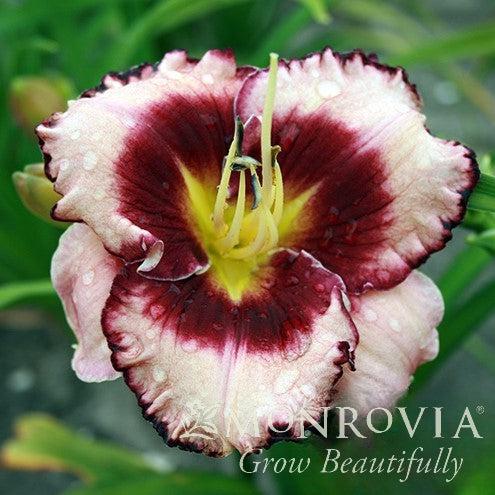 Hemerocallis x 'MON7035' ~ Monrovia® Stormy Skye™ Daylily-ServeScape