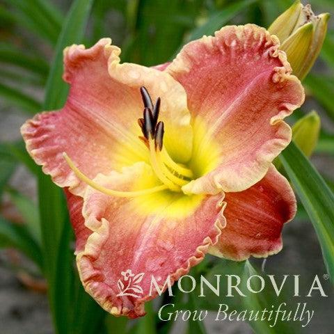 Hemerocallis x 'MON7091' ~ Monrovia® Titan Skye™ Daylily-ServeScape