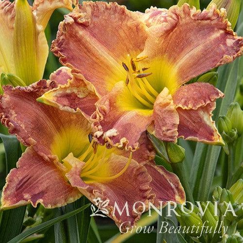 Hemerocallis x 'MON7091' ~ Monrovia® Titan Skye™ Daylily-ServeScape