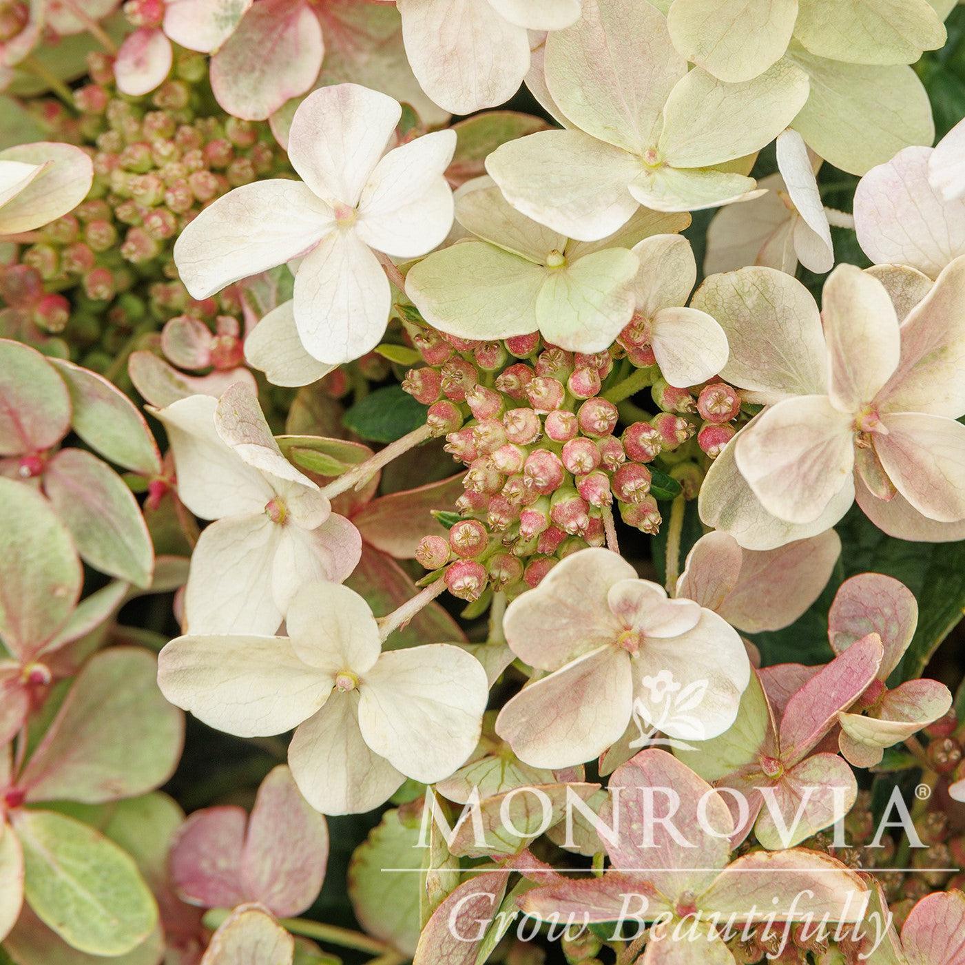 Hydrangea paniculata 'AJ14' ~ Monrovia® Early Evolution Hydrangea-ServeScape