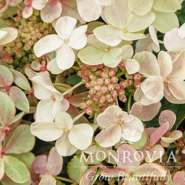 Hydrangea paniculata 'AJ14' ~ Monrovia® Early Evolution Hydrangea-ServeScape